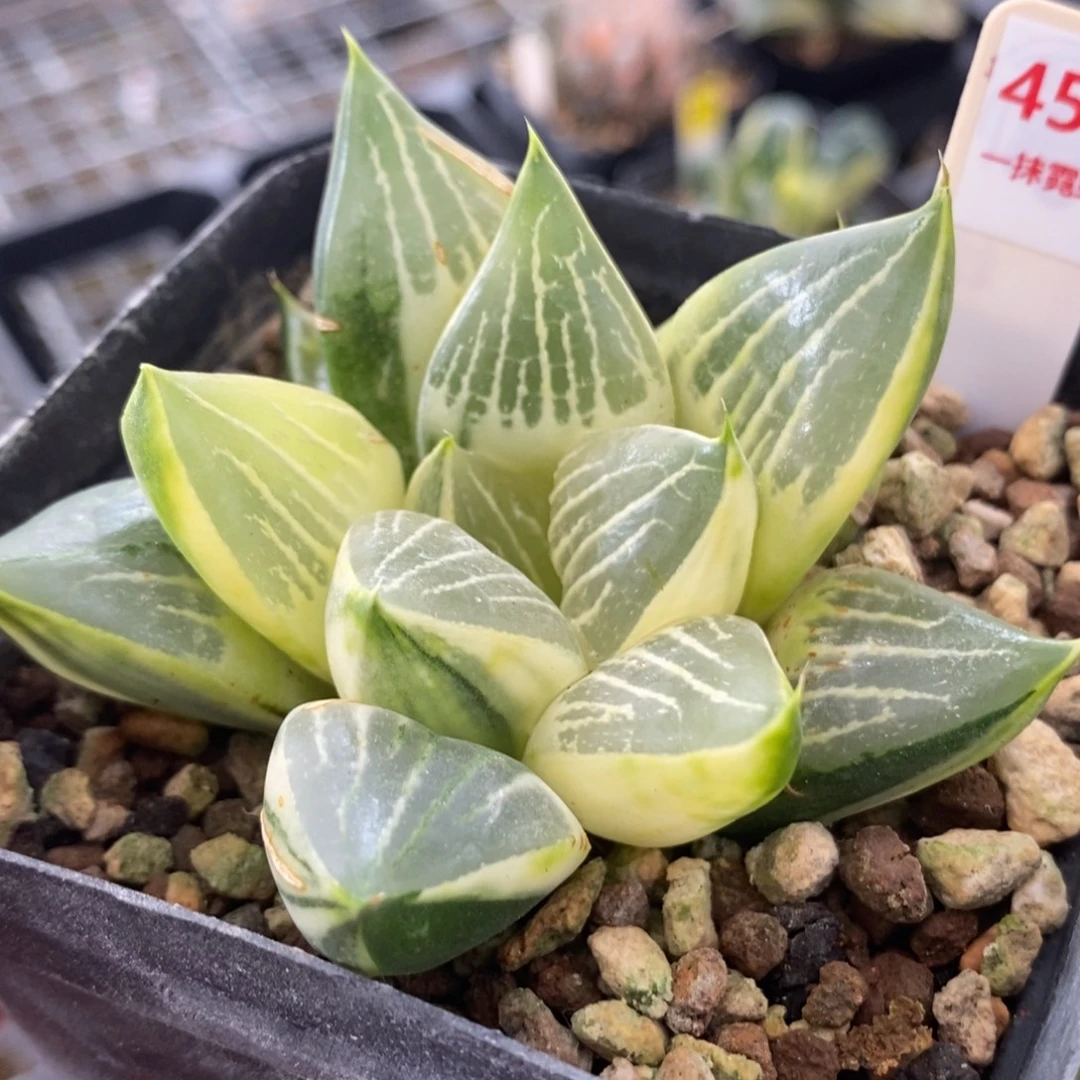 459实生糊斑寿锦一物一拍