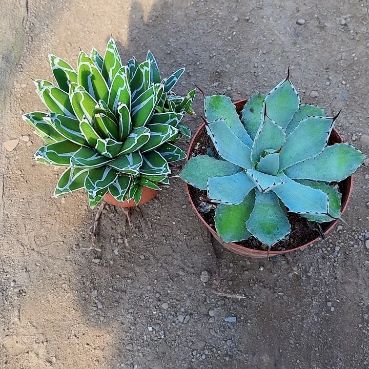 @***-完全开放龙舌兰组合