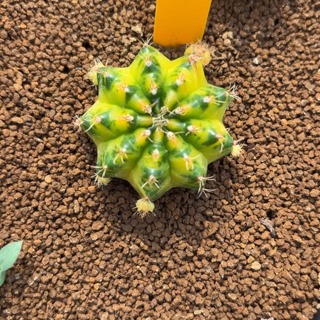 51-1125泰国发货多肉