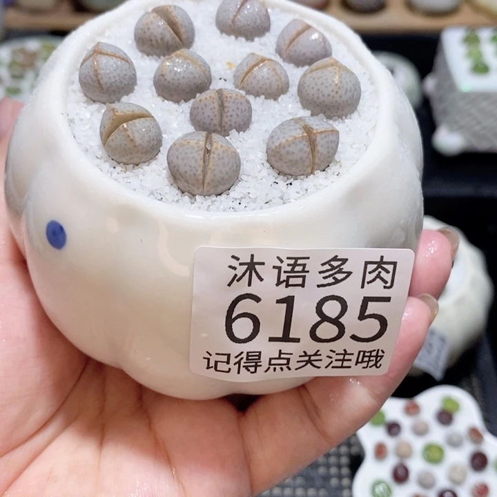 带盆土发货 精美盆栽6185