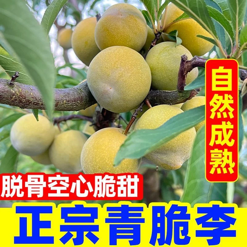 正宗贵州现摘青脆脱骨李酸甜脆爽当季新鲜水果