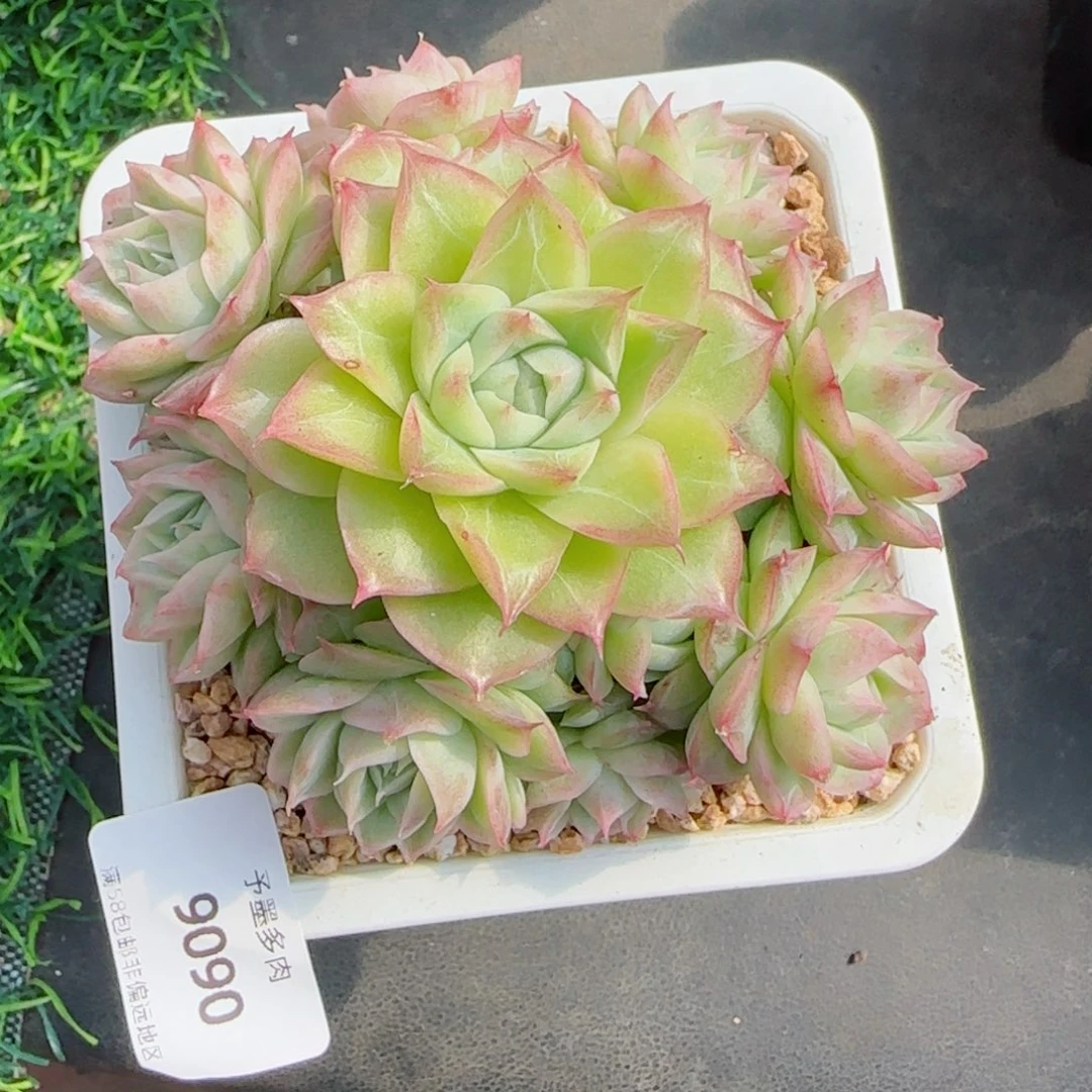 潘多拉，9090多肉植物