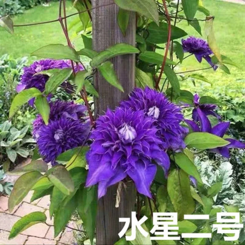 水星2号二类大花爬藤铁线莲