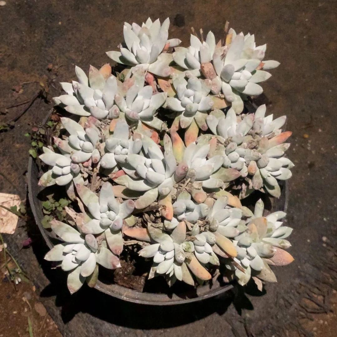 王*床白姆，2月8日发货多肉