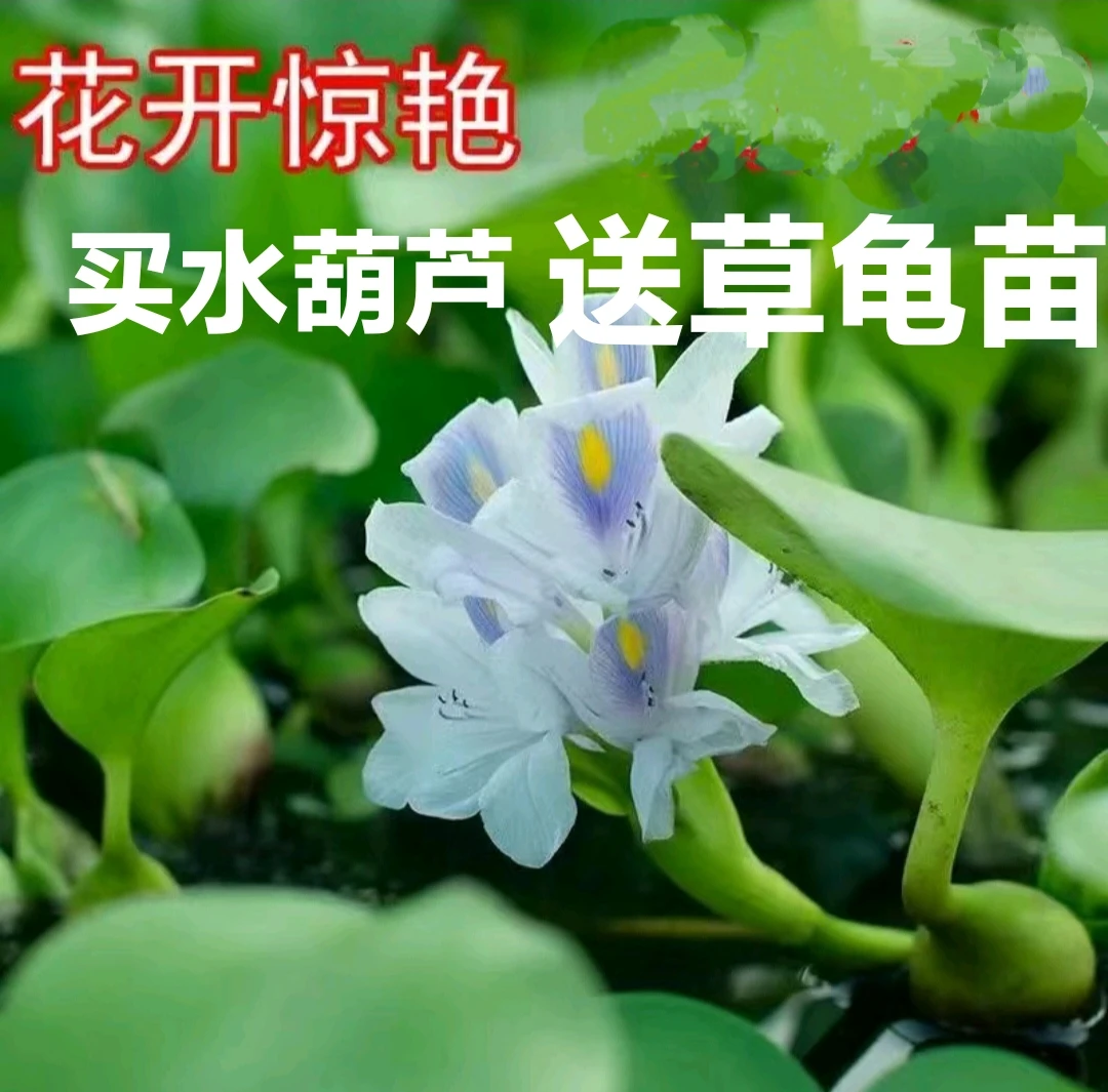 水葫芦凤眼莲水生植物净化水质庭院造景绿植水草