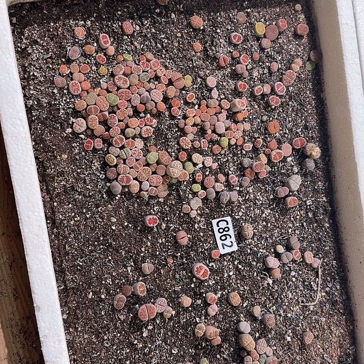生862石花整筐脱土发货不售后