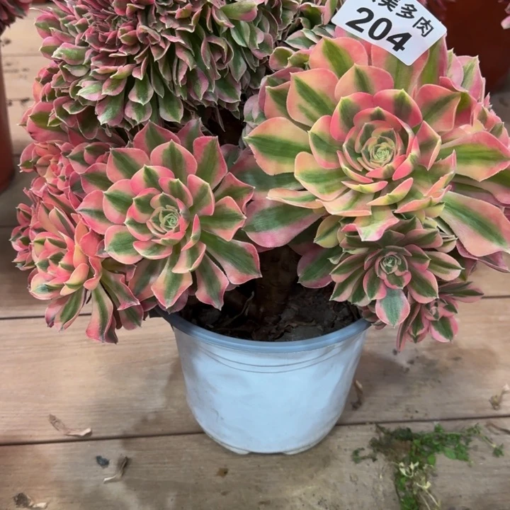 蜗**贝粉女巫缀化204肉肉