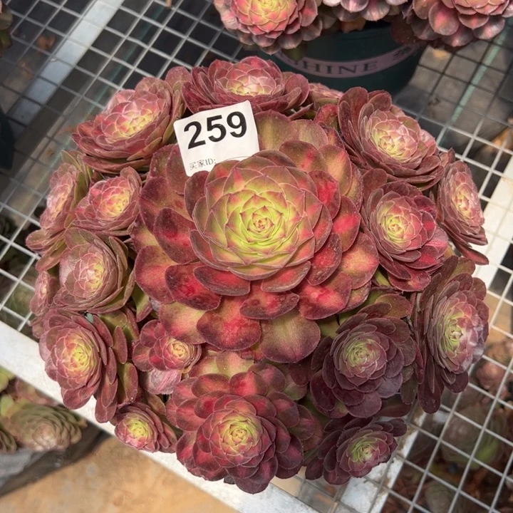 259抹茶25厘米左右半木质