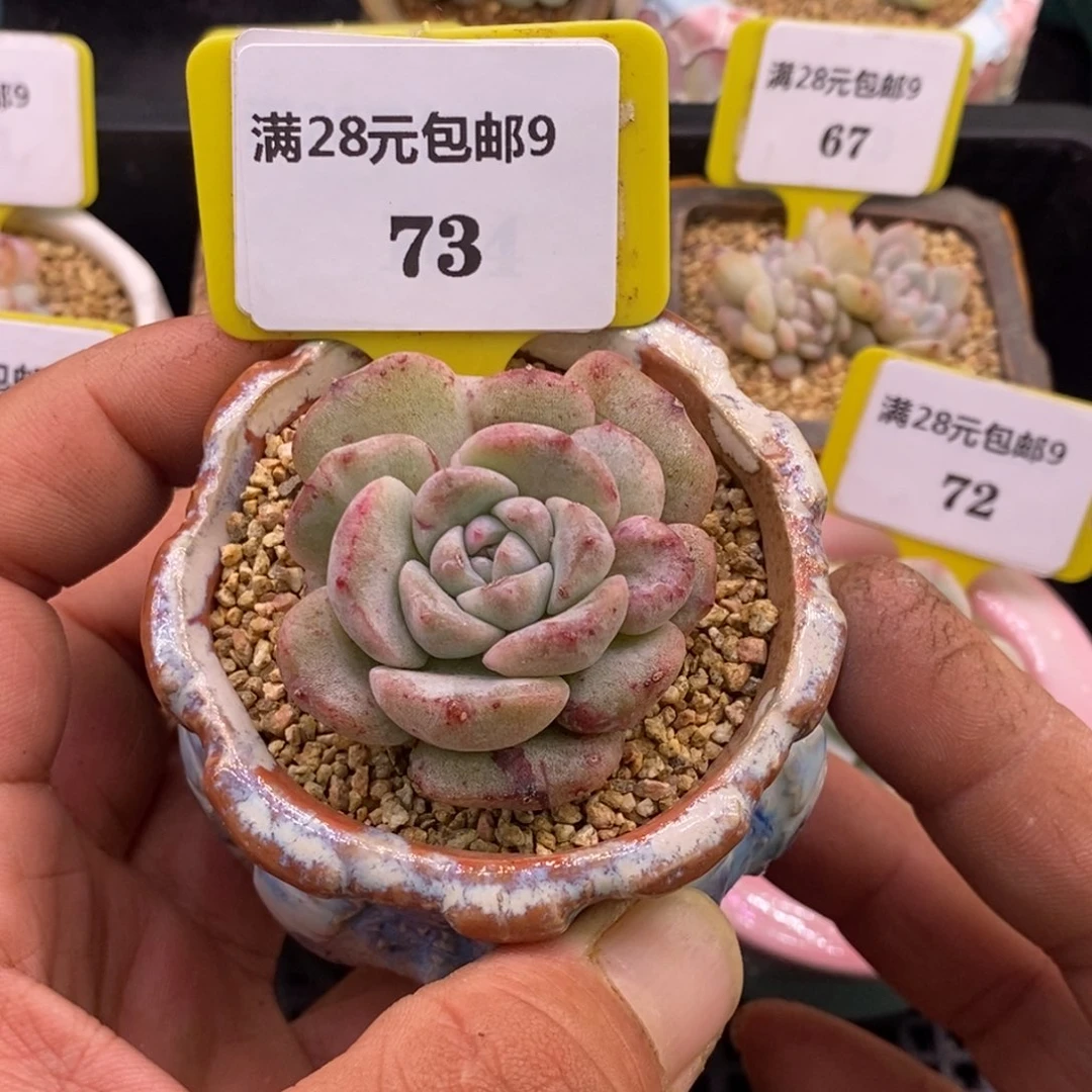 973纯爱拉丝石化单头多肉