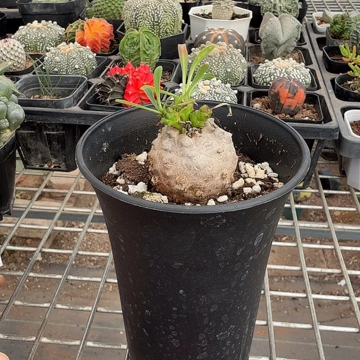 峨眉山单头3仙人球