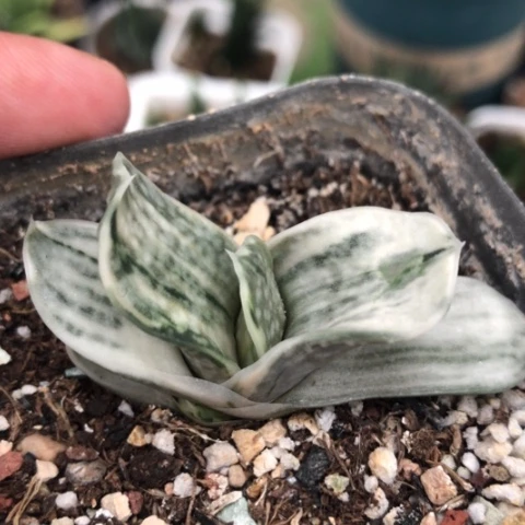 蜗牛白锦蜗牛蜗牛