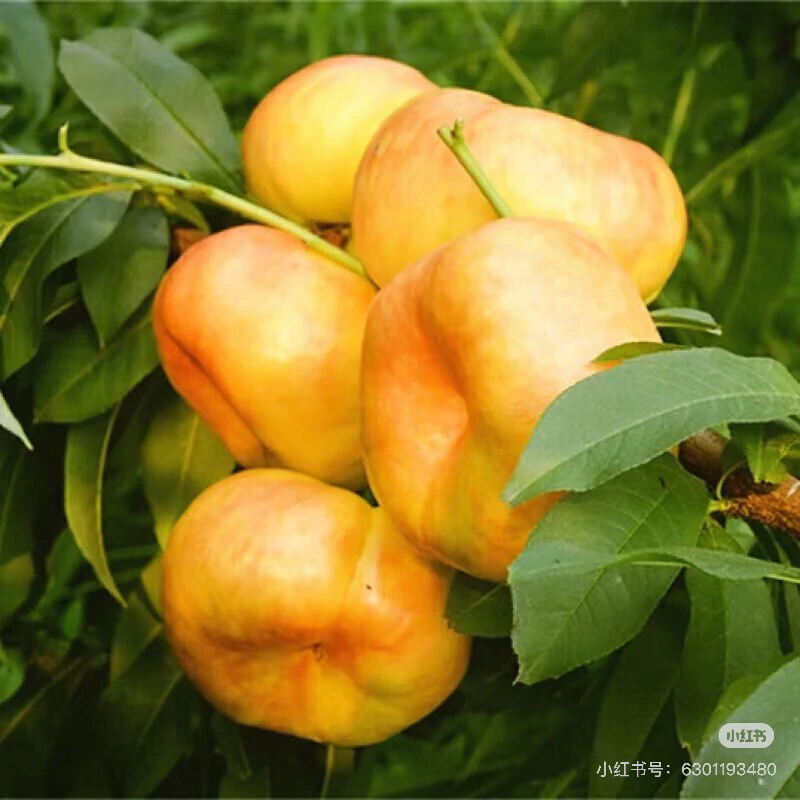 大橙子山西黄金蟠桃甜嫩多汁