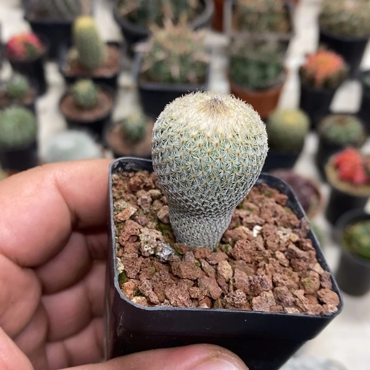 实生月世界特价福利