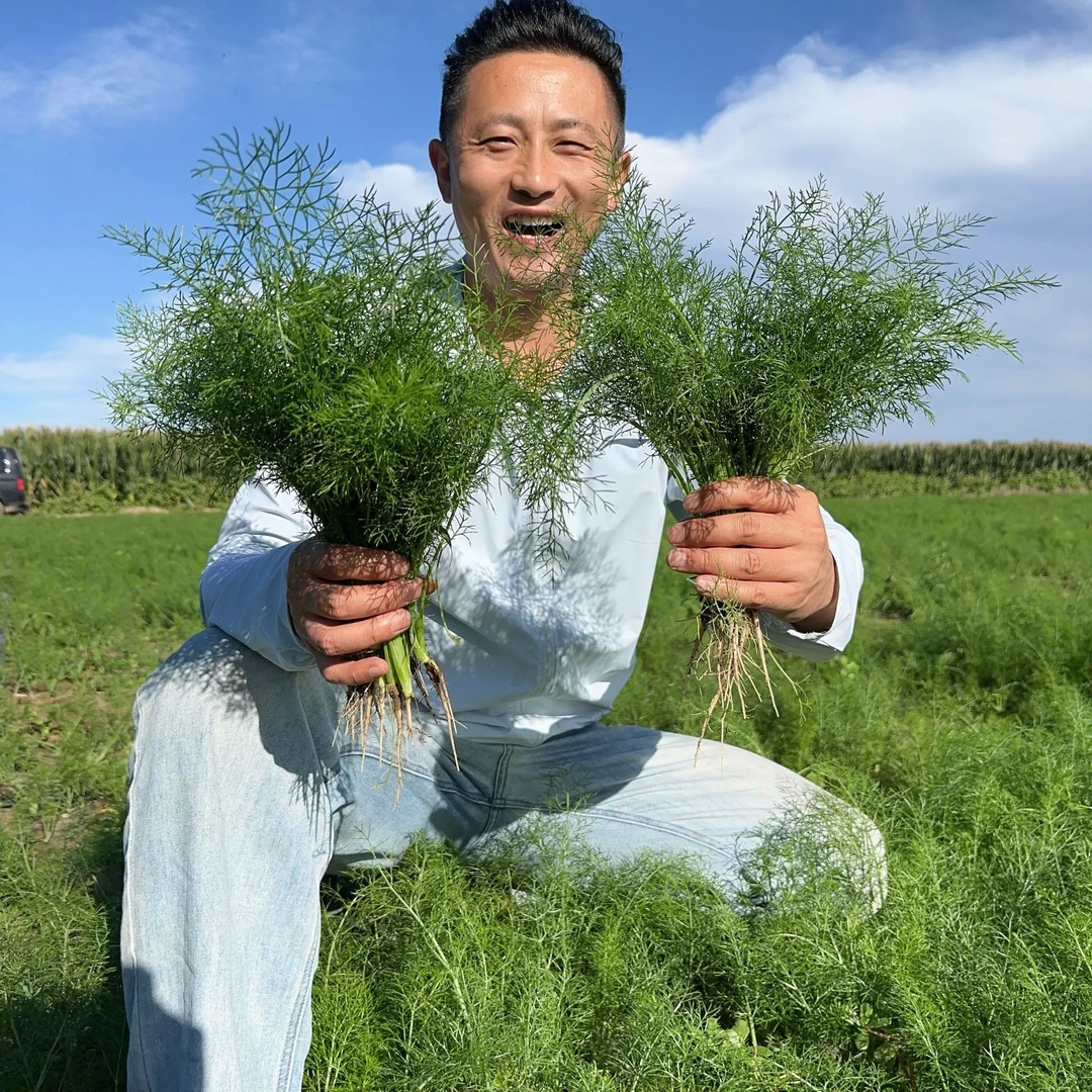 【汇峰农场】新鲜茴香净重2斤和3斤装（±2两）新鲜现拔顺丰京东包邮送货上门蔬菜