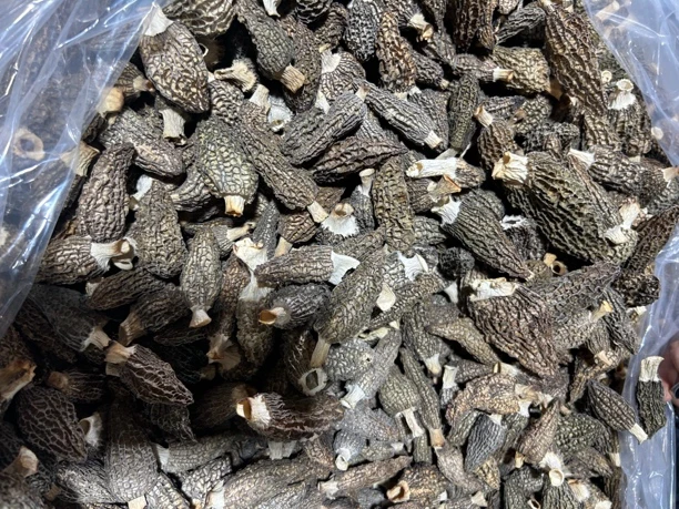 爆干货七妹羊肚菌