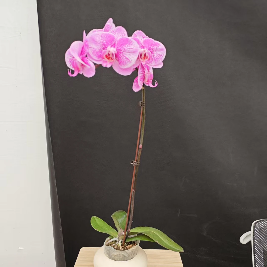 森境【大财主】蝴蝶兰（完全开花）