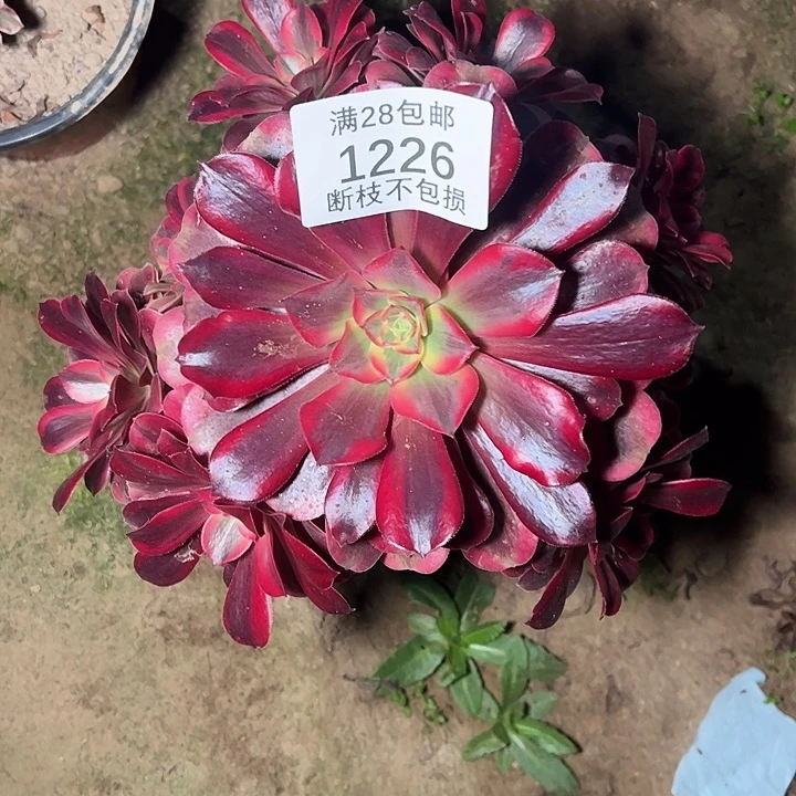 1226美杜莎多肉植物