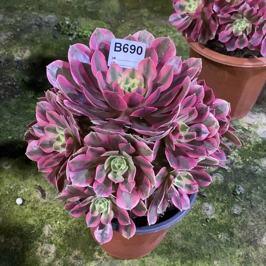女妖多肉植物690