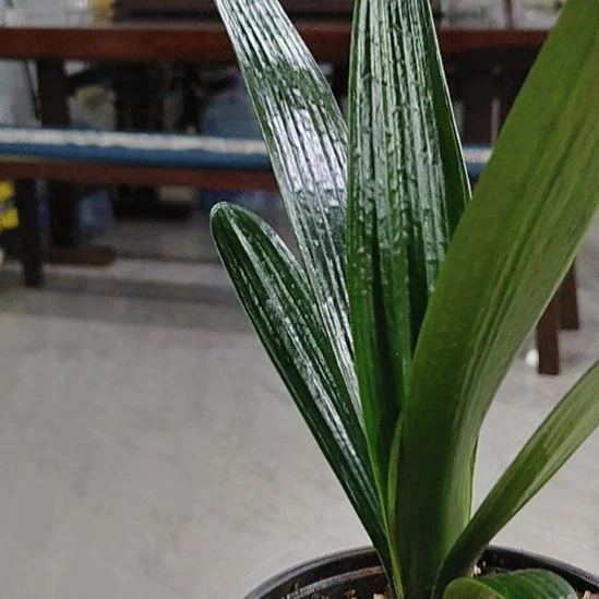 无花朵cbnklllllll