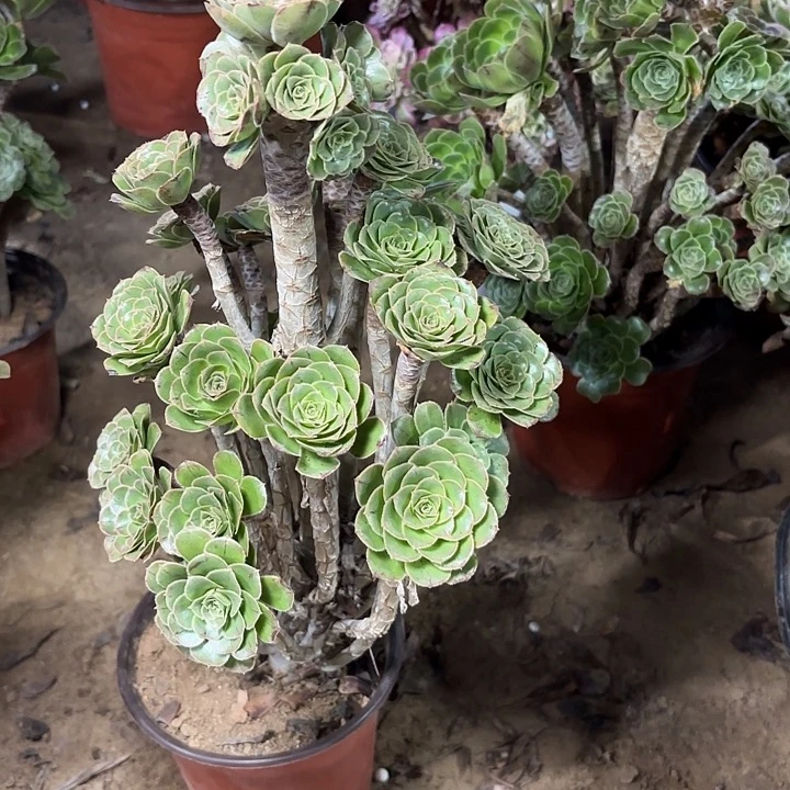 多肉植物原始绿35