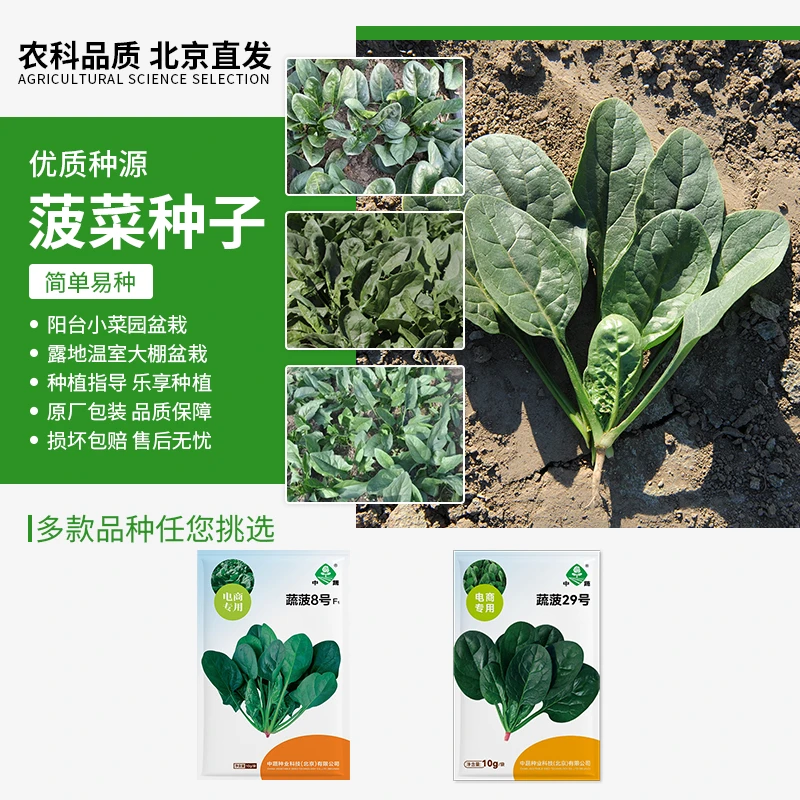 【农科院中蔬】大叶菠菜种子春秋菠菜越冬菠菜种子家庭阳台菜园盆栽