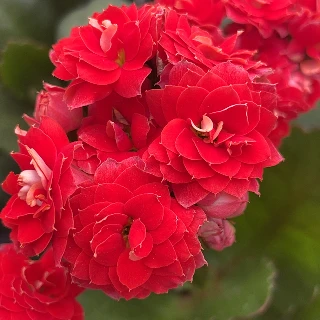 120热情桑巴长寿花