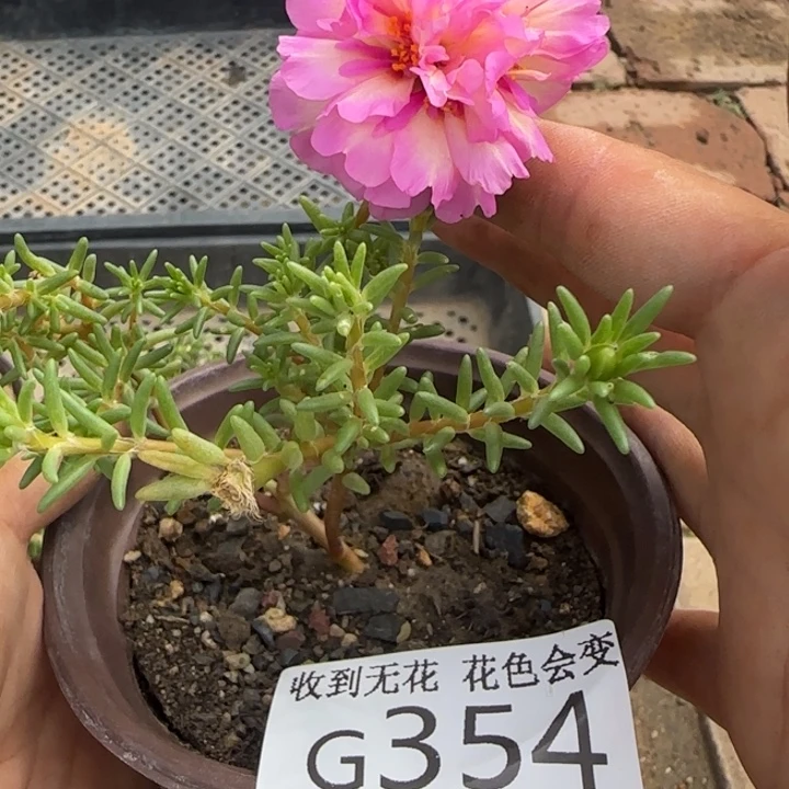 坚***沫无花朵送 G354盆苗