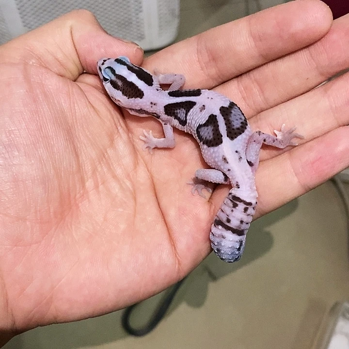 奶呃呃呃呃呃呃呃