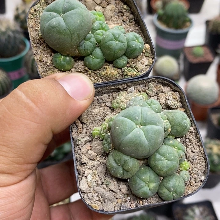 群生海鲜2颗特价