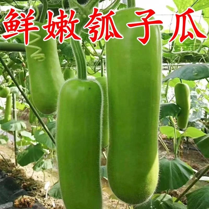 新鲜瓠子瓜蒲瓜瓜芦子新鲜丝瓜甜瓜时令当季蔬菜批发现摘现发瓠子