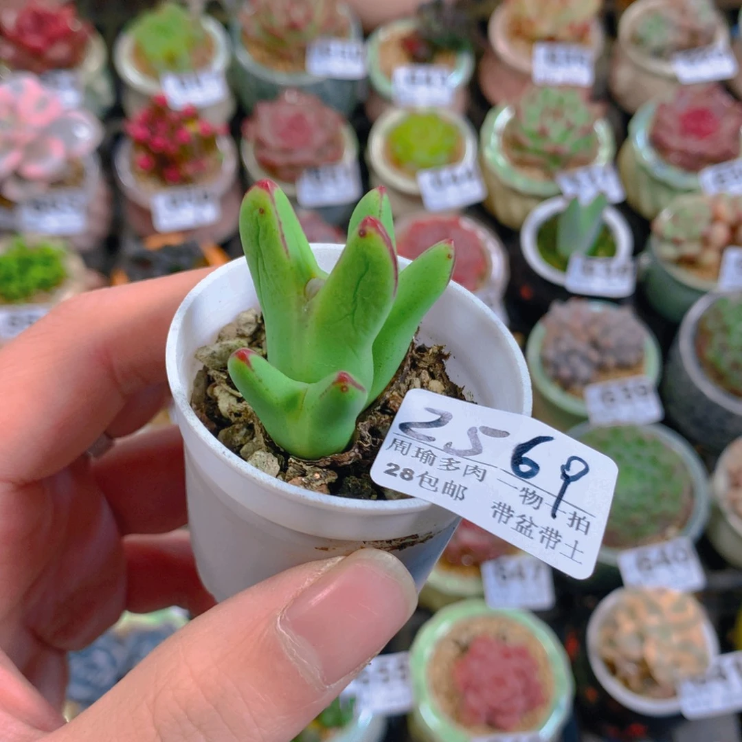 5厘米精控多肉2569