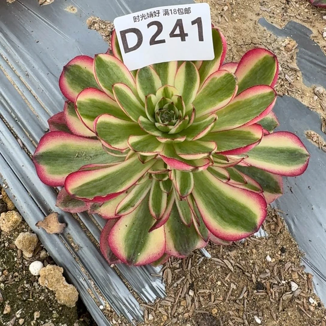 小**?241倾城寄养到秋