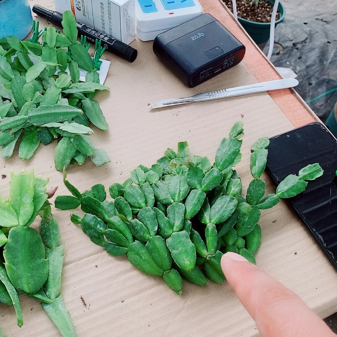 与***.无花朵叶片福利一物一拍