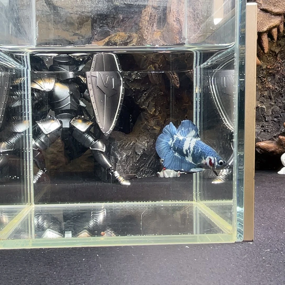 斗鱼十月十六日竞价