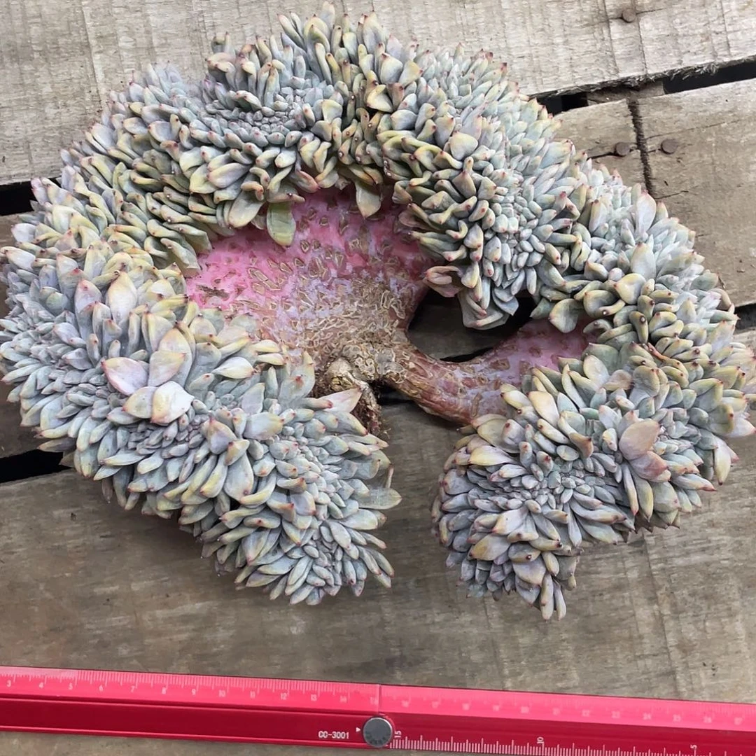 星影缀化，冠幅约20cm，有下叶伤痕，介意慎拍