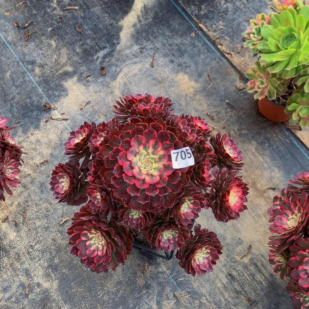 【闪购商品】养**记烟火705000000000