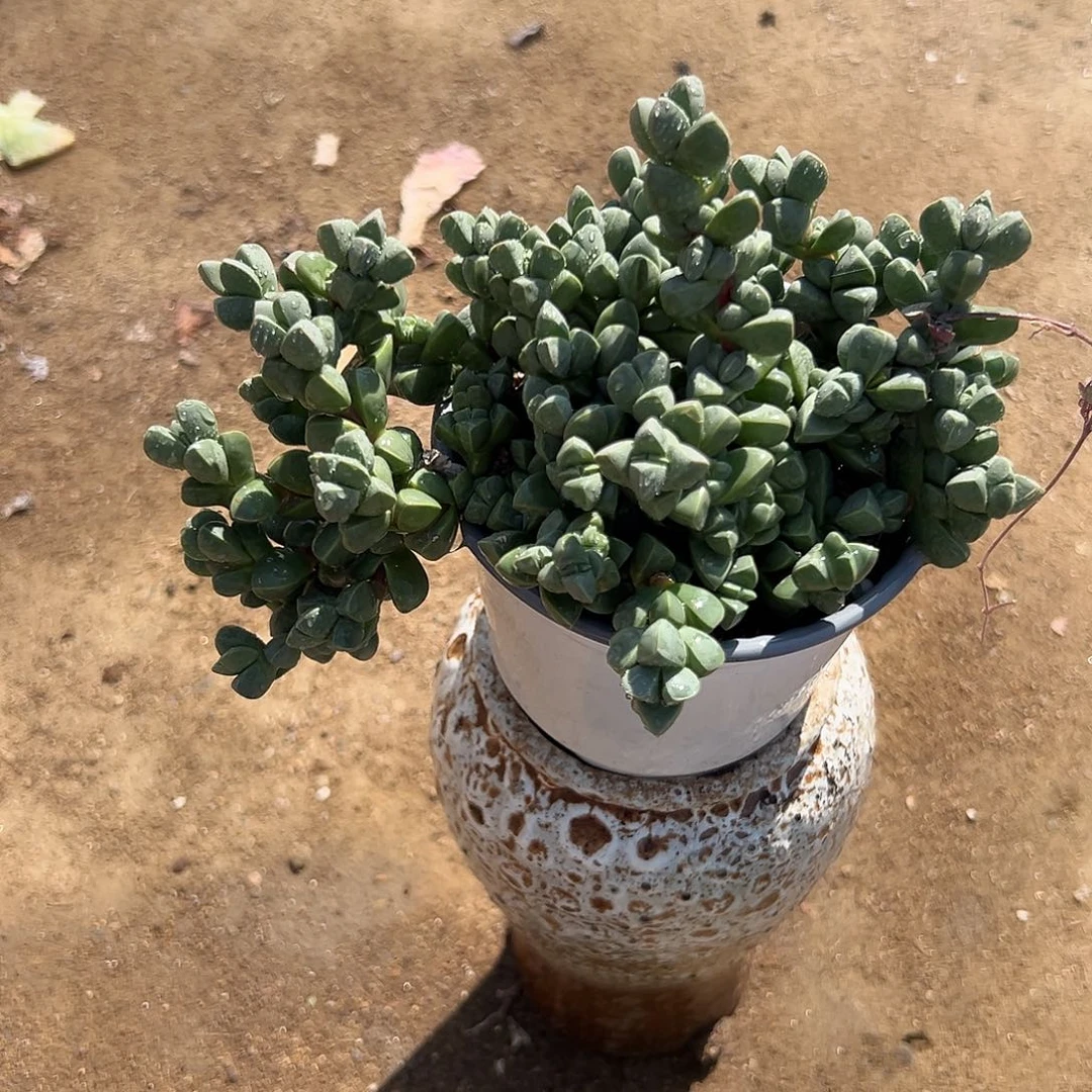 多肉植物鹿角海棠