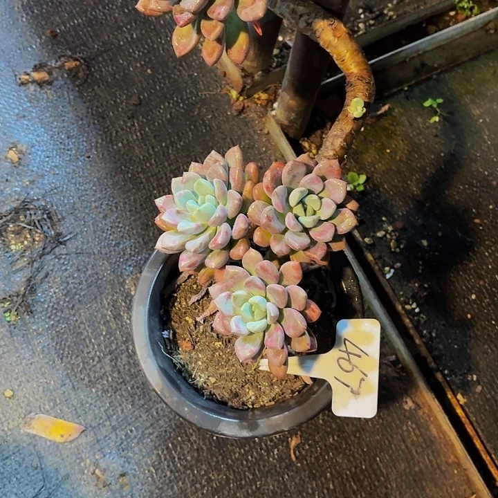 *****丽娟花卉花瓣露多头