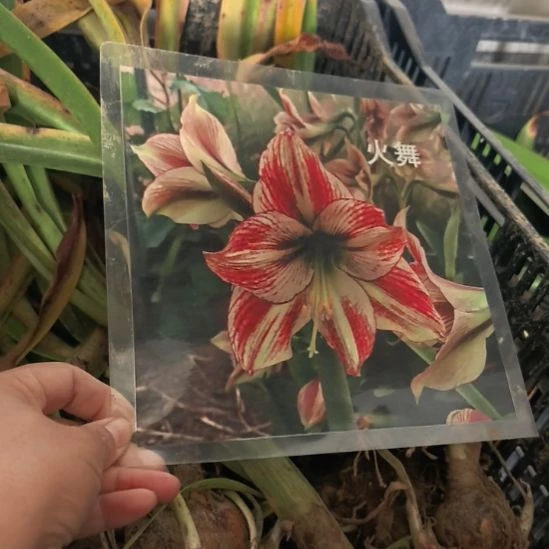 当前无花栽培后可以开花火舞5厘米裸根球