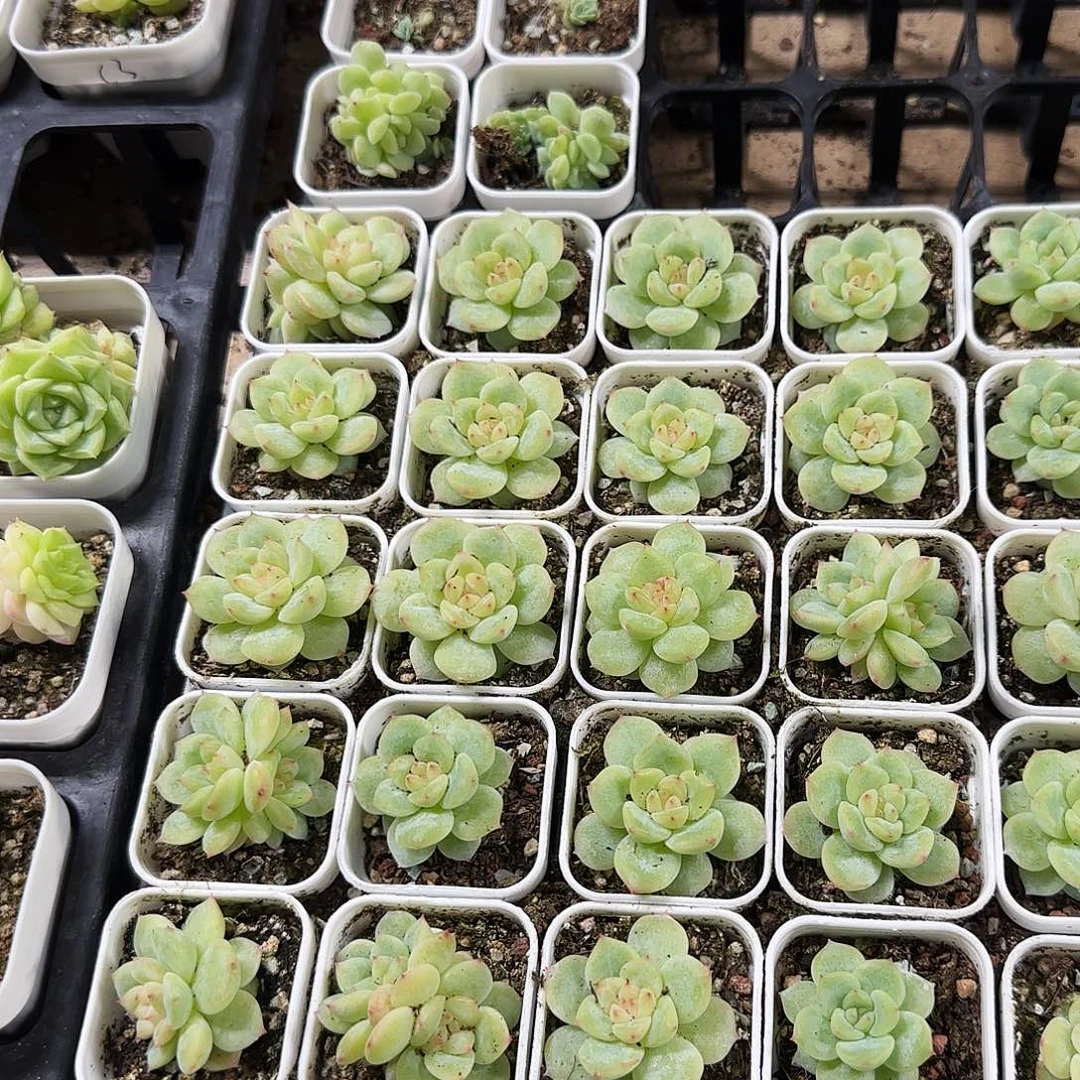 寒绯一盆满25包邮