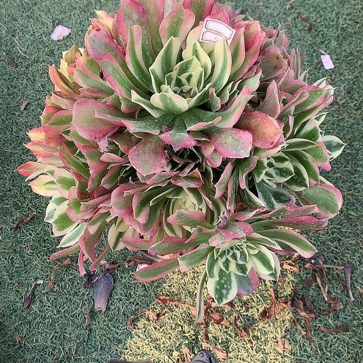 932雨花石多肉植物