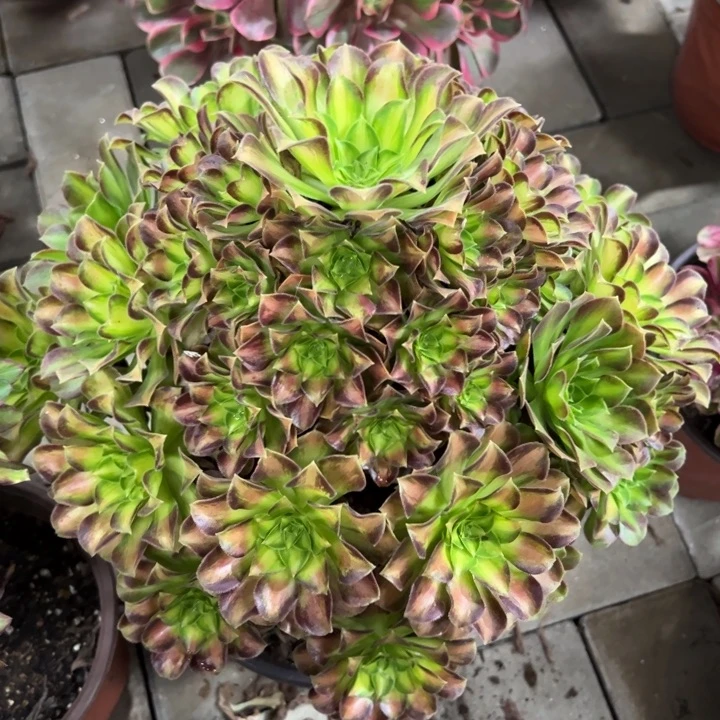 韶华多肉植物花花