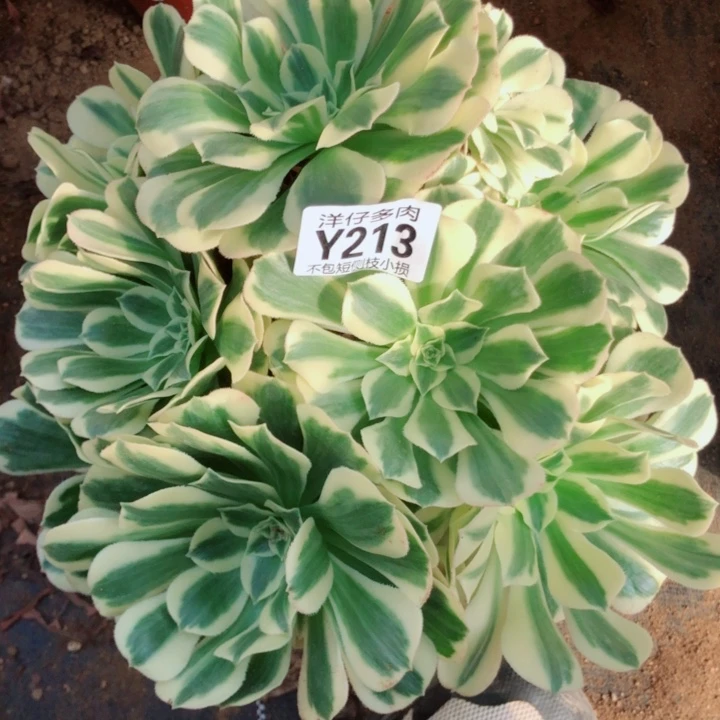 迈巴赫213尺寸20左右2