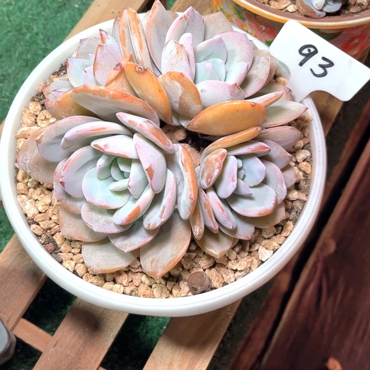 奶茶93号码牌子的话题