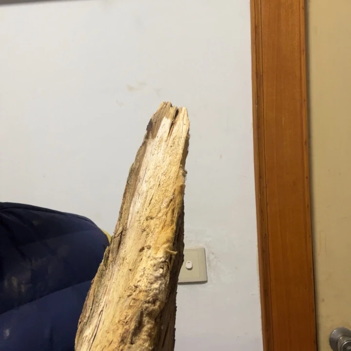 柏木（崖柏）2**7太行崖柏