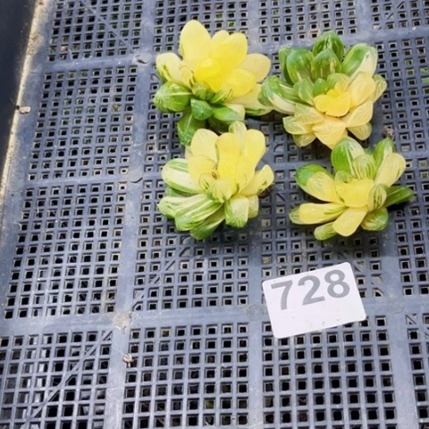 728苏锦一物一图如图