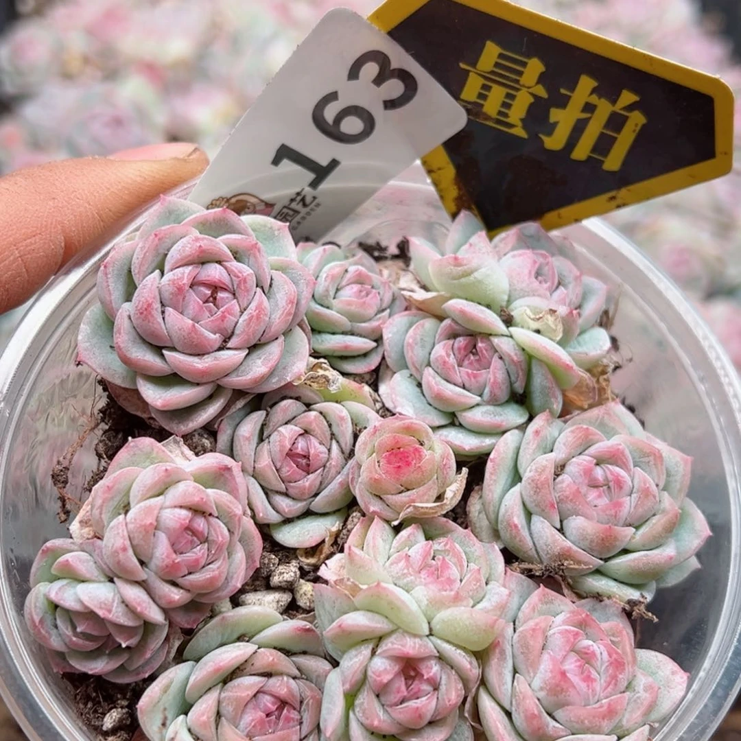 多肉植物多肉植物