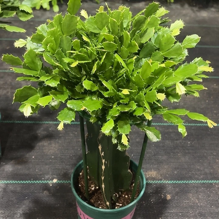 实***人当前无花栽培后可以开花