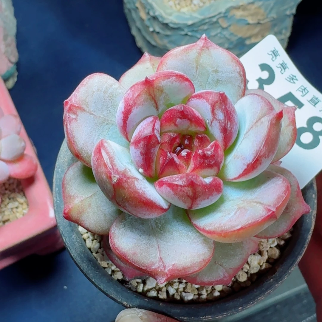 长相思      愿你一路坦途，乘风破浪展宏图