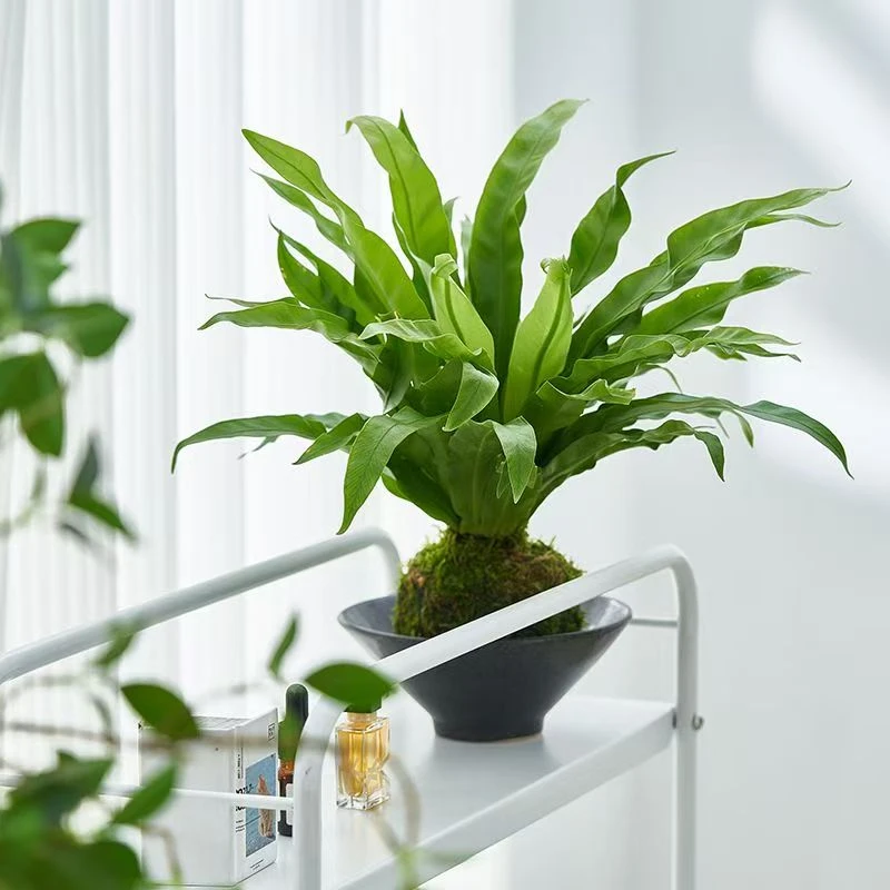 桌面禅意植物彩叶芋鸟巢蕨火焰鸟巢蕨彩虹蕨
